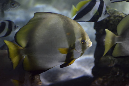 黄斑马鱼,黄色的外科医生鱼是外科医生的鱼,照片