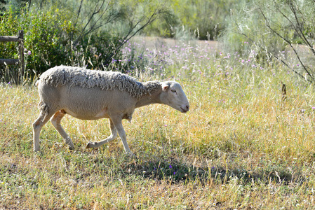 在埃斯特马杜拉牧场放牧的剪羊毛
