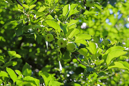 花园 收获 农场 颜色 饮食 植物 环境 水果 甜的 季节