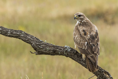 秃鹫Buteo Buteo，栖息在他的栖木上