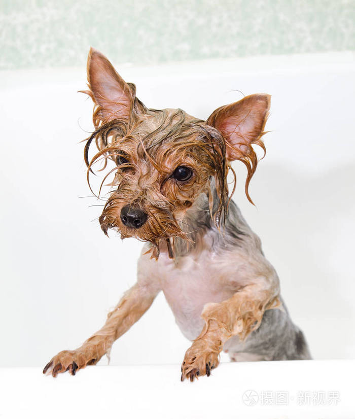 一张约克郡湿狗狗的画像在海滩的浴室里