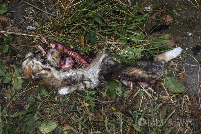 狸花猫死了的照片图片
