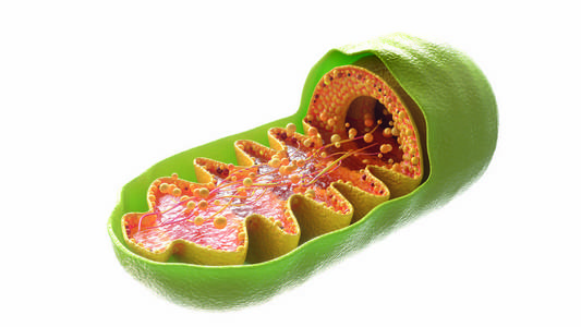 核糖体病毒白底线粒体细胞三维渲染照片