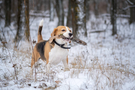 狗种比格犬在冬天的雪地公园散步