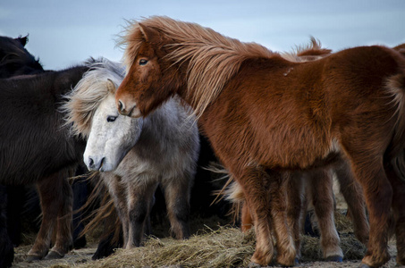 在冰岛农场有趣的冰岛毛绒马在冰岛山区的农场吃草照片