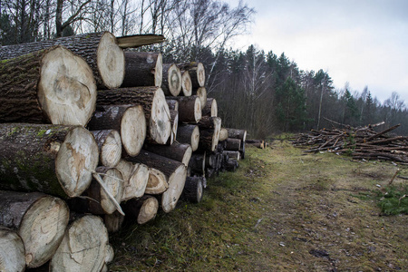 冬天 木工 木柴 工厂 锯木厂 纹理 自然 建设 森林 材料