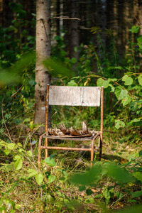 绿林中的旧木金属椅