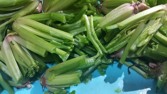 Close up view of lush green leaves base of spinach or paalak saa