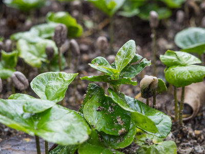 咖啡苗种植树苗咖啡树手保护白色背景小树树苗咖啡树护理由手工自然