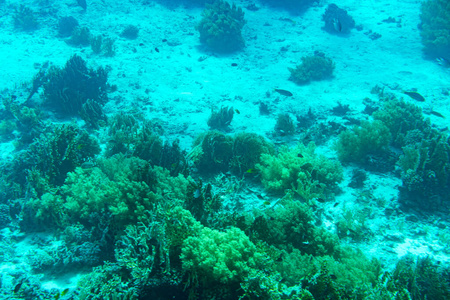 盐水 游泳 浮潜 珊瑚 自然 埃及 生活 水下 野生动物