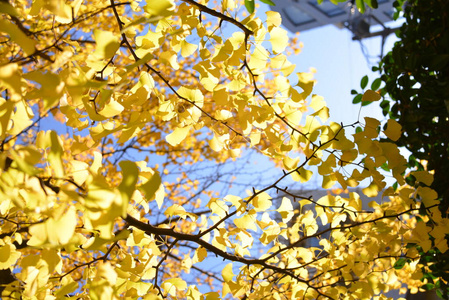 分支 日本 季节 环境 森林 植物学 自然 领域 秋天 旅行