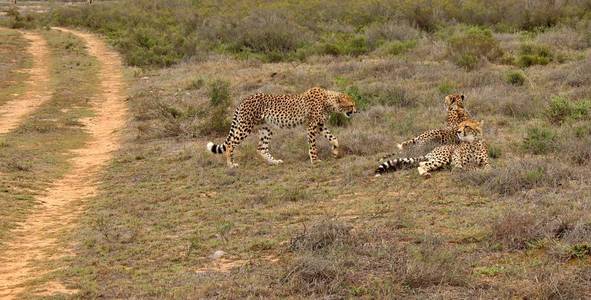 游猎 领域 野生动物 动物 豹子 风景 荒野 自然 旅行