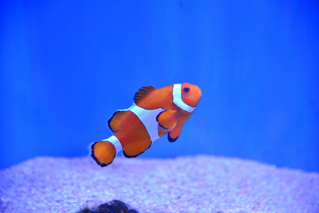 暗礁 水族馆 日光 小丑 自然 日本 旅行 水下 动物 银莲花