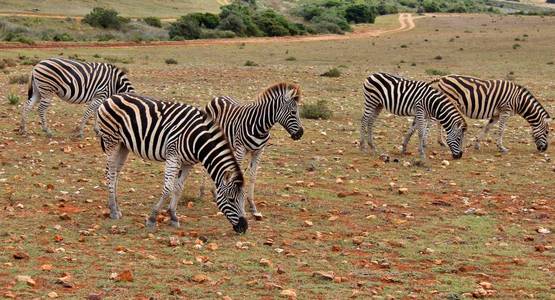 公园 野生动物 游猎 国家的 领域 非洲 环境 风景 自然
