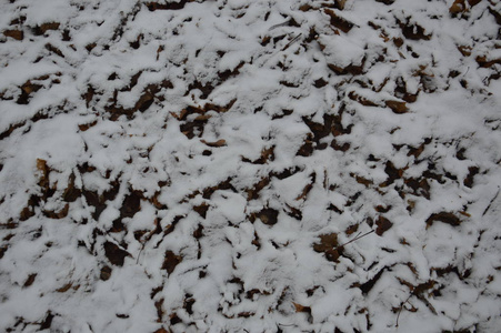 公园里第一场冬雪的质地