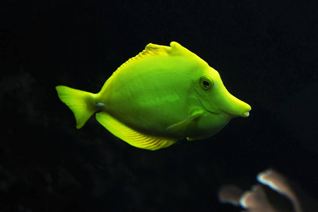 一个大型水族馆里的黄鱼外科医生