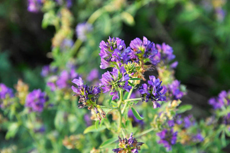紫花苜蓿草素材图片 紫花苜蓿草图片素材下载 摄图新视界