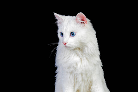 Adorable White Persian Cat 