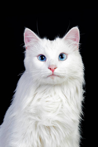 Adorable White Persian Cat 