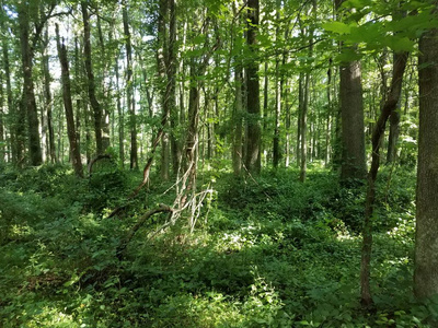 森林或树林中的绿叶和有藤蔓的树