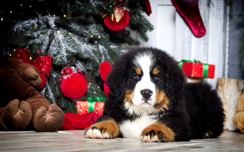 伯尔尼山犬的新年小狗