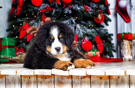 伯尔尼山犬的新年小狗