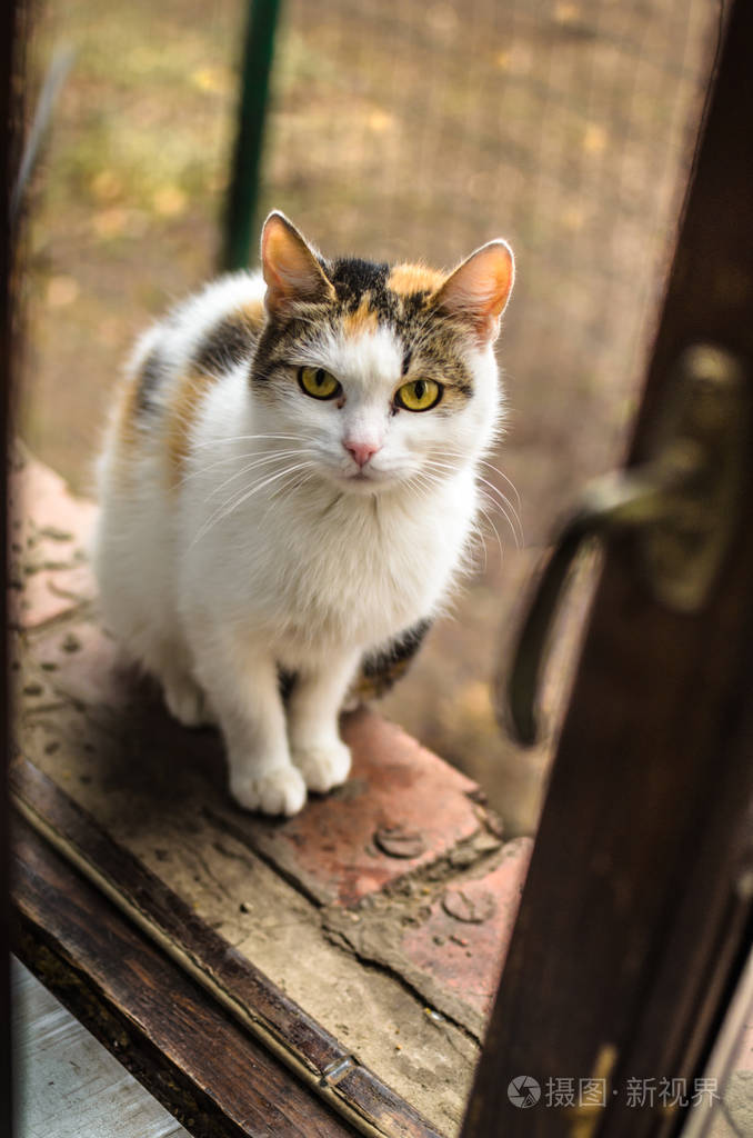 无家可归孤独的猫妈妈小猫在寒冷的日子坐在窗台上要食物肖像