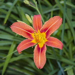 一朵盛开的桔黄色黄花菜Hemerocallis fulva的特写镜头