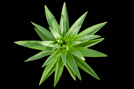 花园百合的茎和叶,从上面看.把百合花放近点.