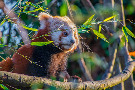 吃竹叶的小熊猫小熊猫吃竹子照片