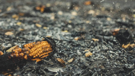 收获后烧焦的玉米田照片