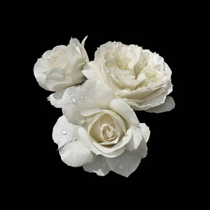 孤立的白玫瑰图片-孤立的白玫瑰素材-孤立的白玫瑰插画-摄图新视界