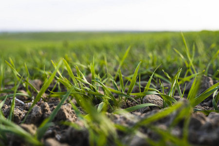 生长在土壤中的青小麦.农业加工.