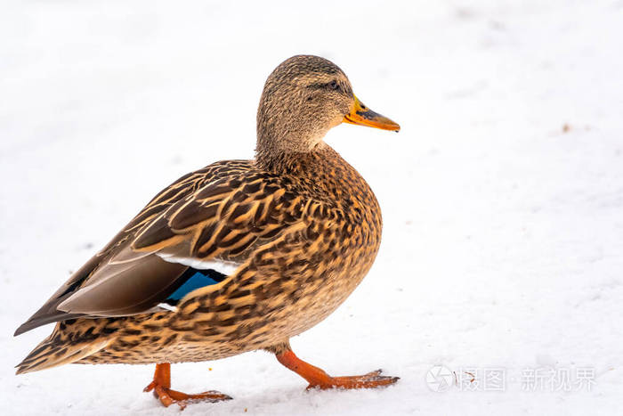 母鸭子在雪地里行走