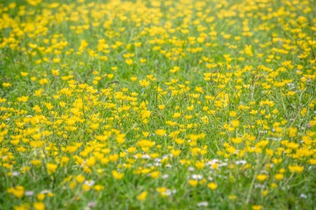 山萝花属阳光下有黄色野花的绿色草地.夏季或春季背景与复印空间.