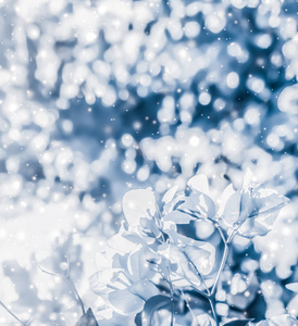 圣诞节，新年蓝色花卉自然背景，节日贺卡