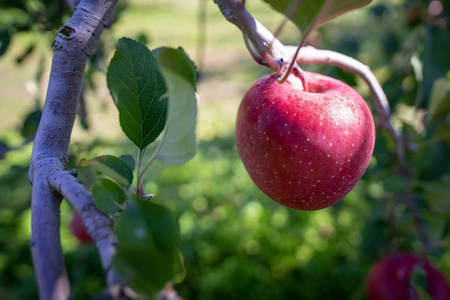 健康 甜的 园艺 水果 果园 维生素 八月 农事 分支 食物