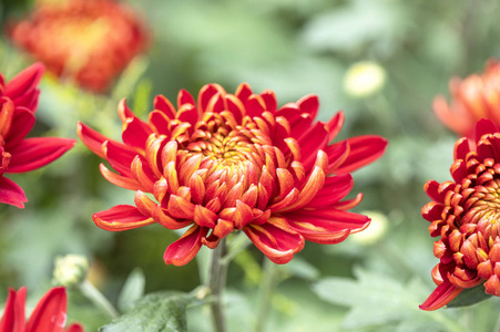 美丽的 花的 夏天 浪漫 特写镜头 自然 开花 假日 颜色