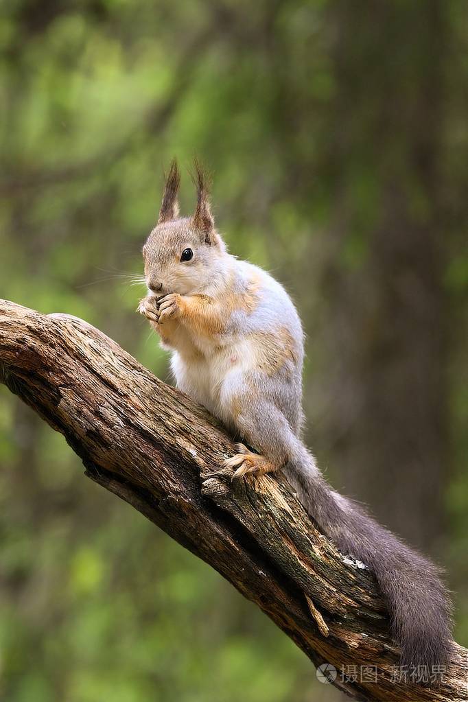 一种红松鼠sciurusvulgaris也叫欧亚红松鼠栖息在绿色森林的树枝上