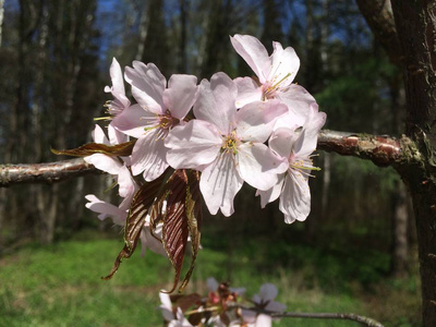 美女 开花 盛开 植物 春天 花儿 粉红色 季节 水果 苹果