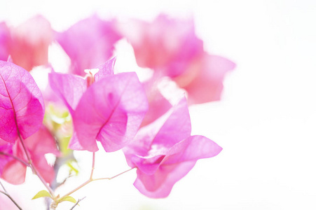 花的 粉红色 植物 夏天 开花 花束 礼物 浪漫 美丽的