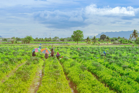 农民在阳光明媚的日子里用一把大伞遮阳,帮助收割农场种植的蔬菜照片