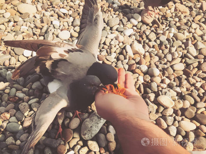 海边的野鸽一个人在蔚蓝的岩石海岸上喂鸽子海上秋高气爽
