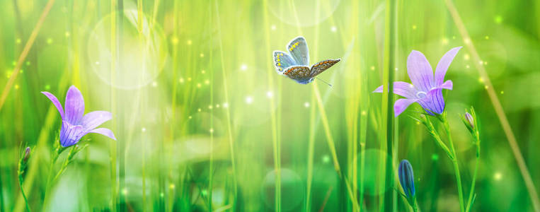 梦幻般的蝴蝶图片