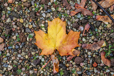 森林 树叶 自然 地面 季节 植物区系 秋天 落下 十月