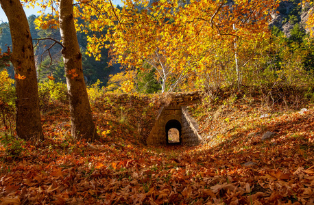 木材 落下 秋天 风景 火鸡 森林 公园 颜色 自然 树叶