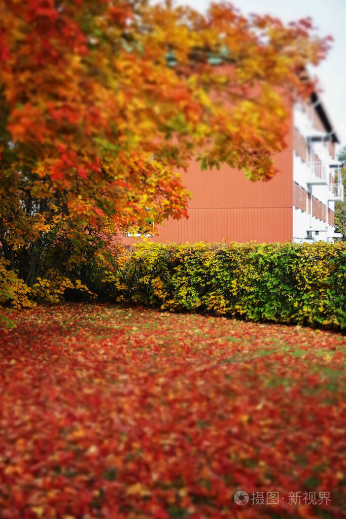 公园草地上落下的红枫叶