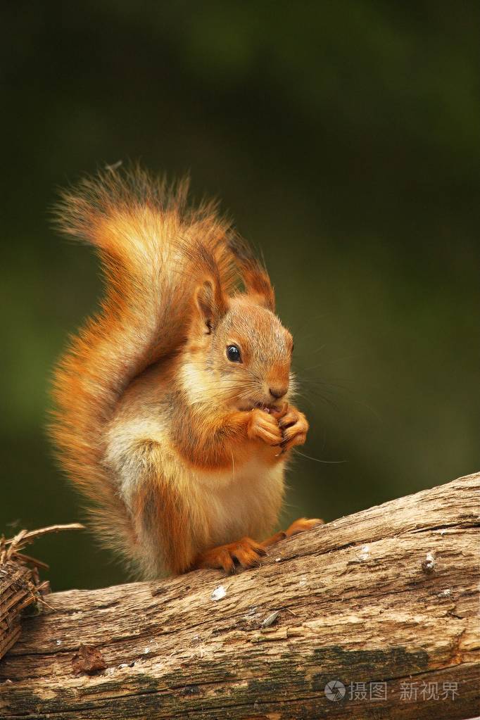 一种红松鼠sciurusvulgaris也叫欧亚红松鼠坐在绿色森林的树枝上觅食
