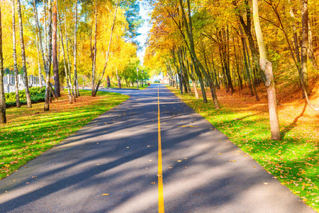 场景 通路 树叶 道路 自然 环境 风景 美丽的 旅行 开车