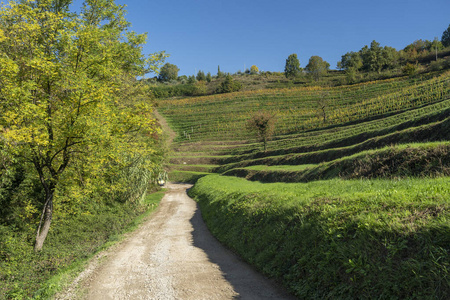 葡萄园在蒙特维基亚和库隆，意大利，秋天
